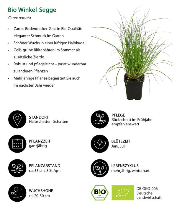 Bio Bodendecker Gräser-Set Grüne Oase,