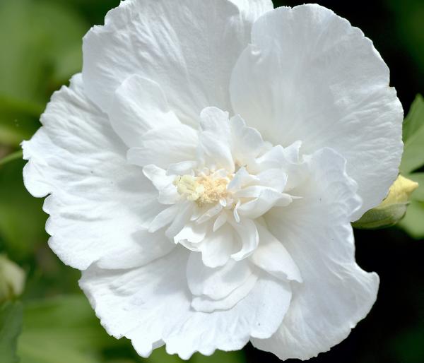 Hibiskus 'White Chiffon®' - Garten-Eibisch