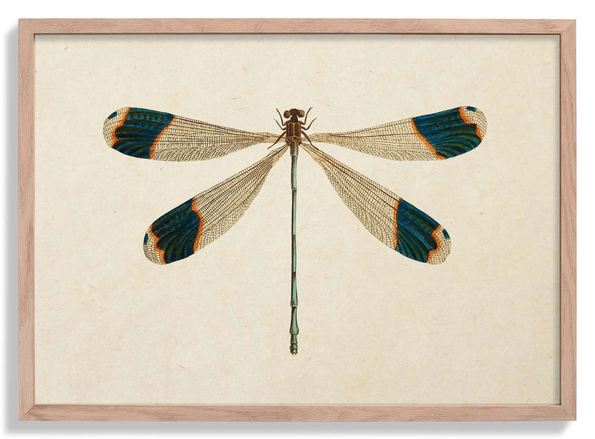 Libelle