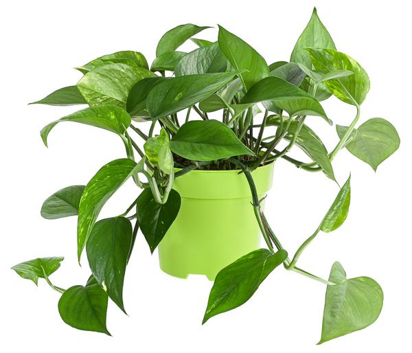 Efeutute - Epipremnum aureum