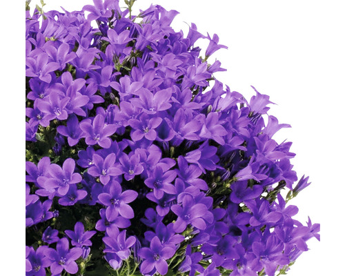 Bellflower FloraSelf Campanula portenschlagiana 'Intens Purple' Ø 12 cm pot
