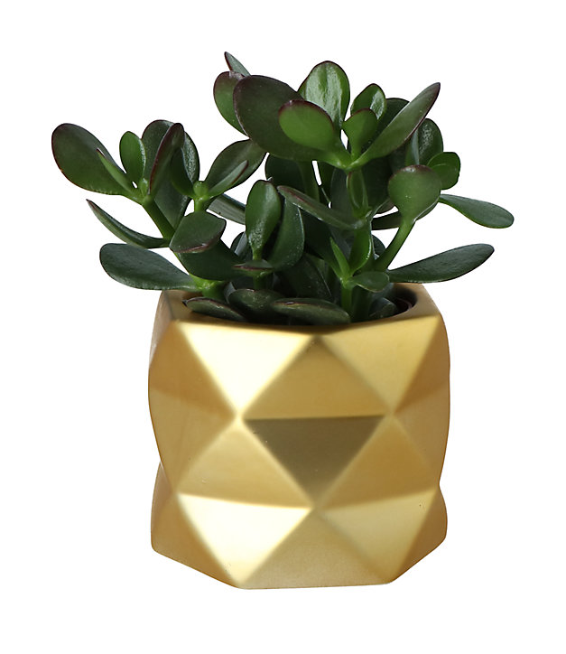 Succulentes avec pot en céramique 9 cm