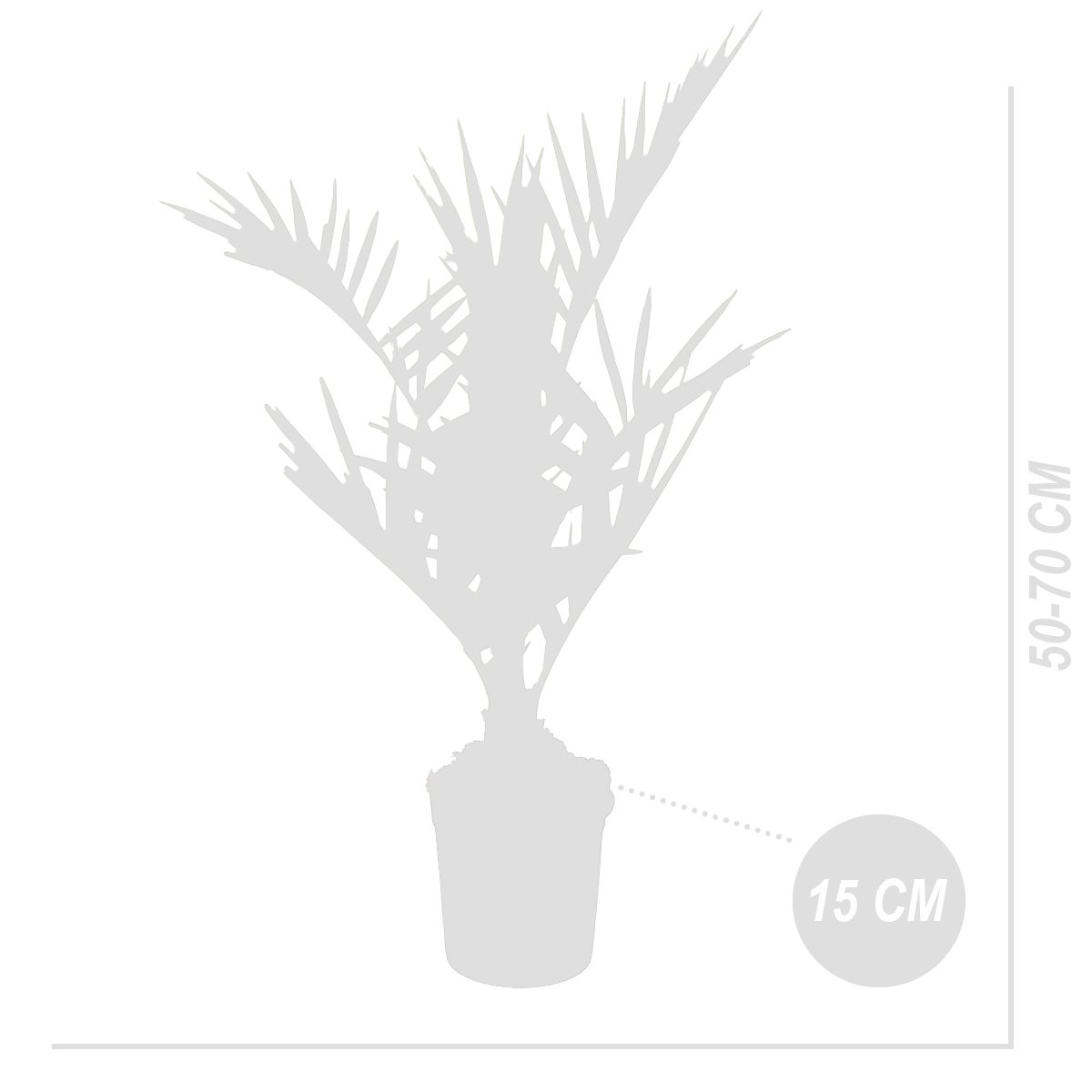 Phoenix Canariensis - Canarische dadelpalm - Palm - Winterhard - ⌀15 cm - ↕50-70 cm