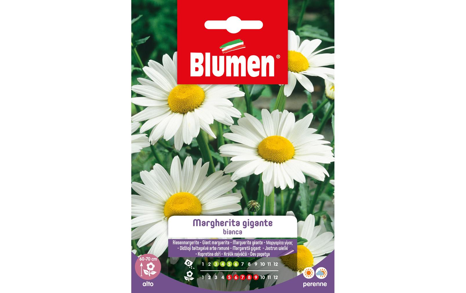 Saatgut RiesenmargeriteBlumensamen