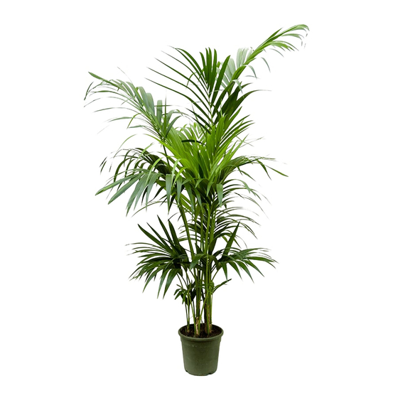 Kentia, 7/8 pieds - pot D23cm
