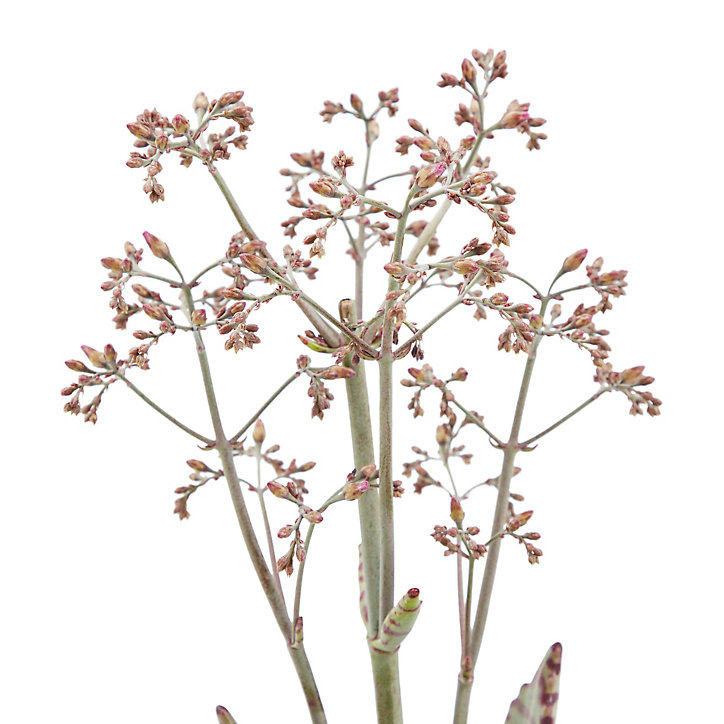 Kalanchoé « surprise du désert » 10,5cm
