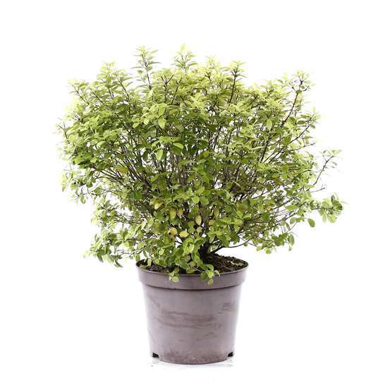 Pittosporum Tenuifolium : ctr 7 litres