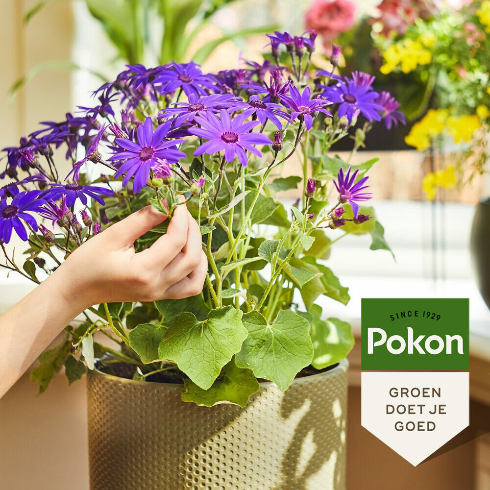 Pokon Planten Voeding Bloeiende Planten500 ml