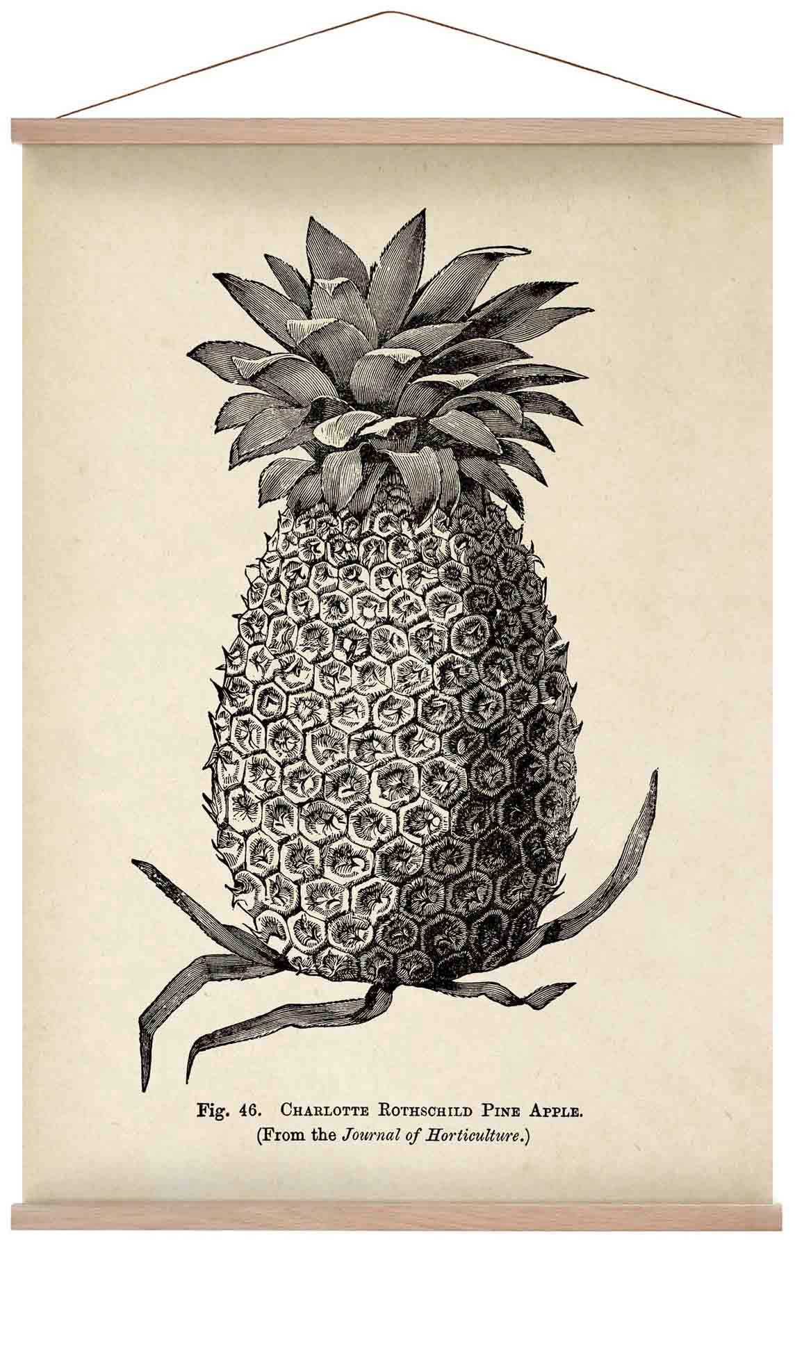 Antike Ananas
