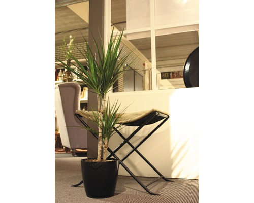 Drakenboom FloraSelf Dracaena massangeana 'Marginata' H ca. 80 cm Ø 17 cm pot