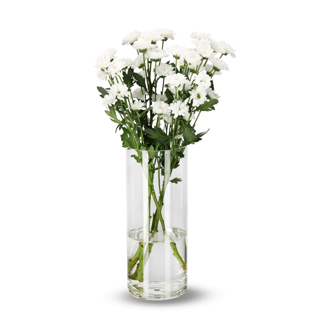 Krysantemum 4pk Høyde 50 cm