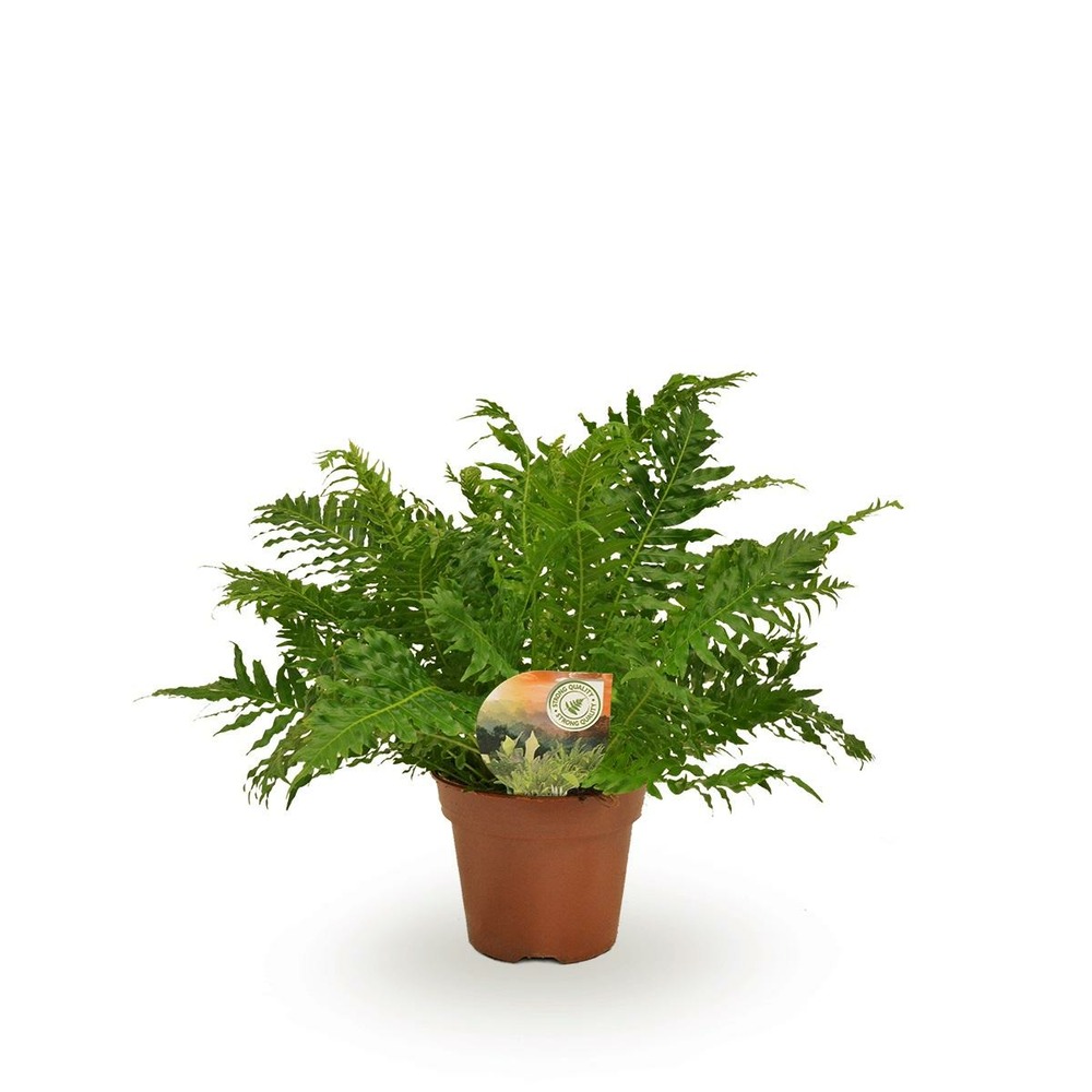Plante d'intérieur - blechnum silver lady 50.0cm