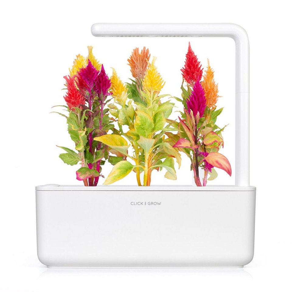 Click and Grow - Smart Garden Refill 3-pack Cockscomb