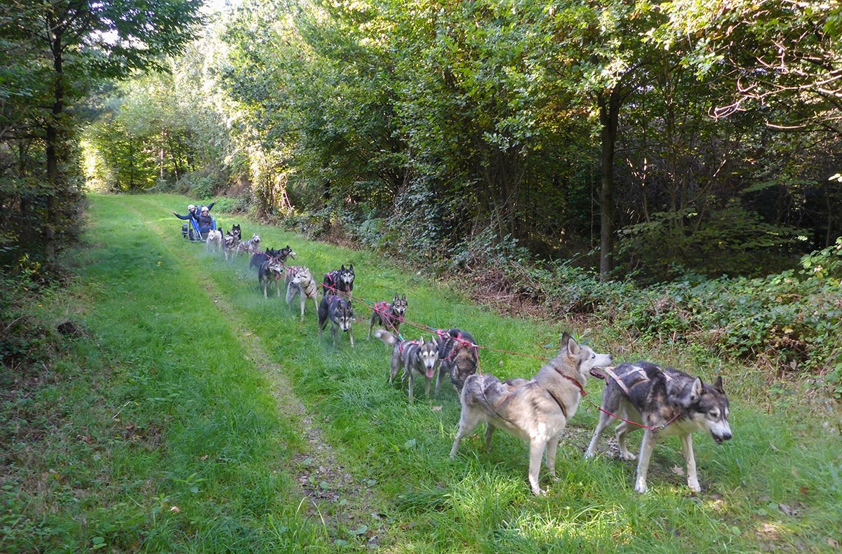 Husky Schlittenhundefahrt im Kanton St. Gallen als Geschenk