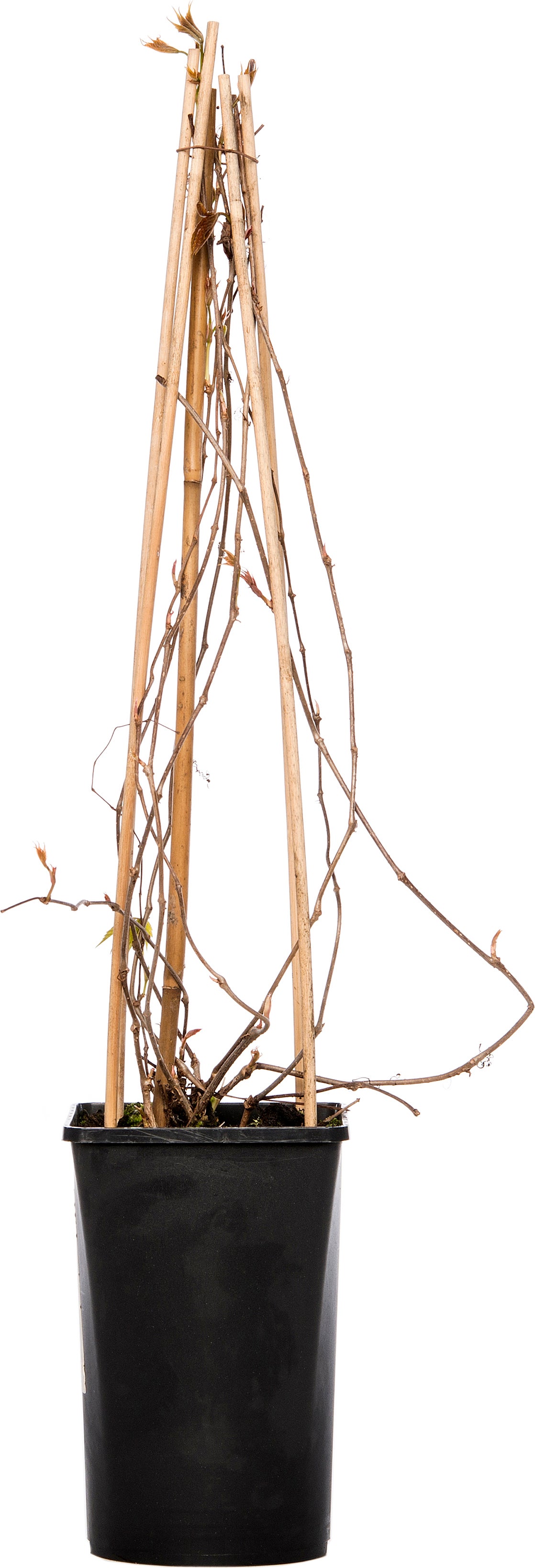 Wilde wingerd (Parthenocissus 'Engelmannii') D 16 H 75 cm
