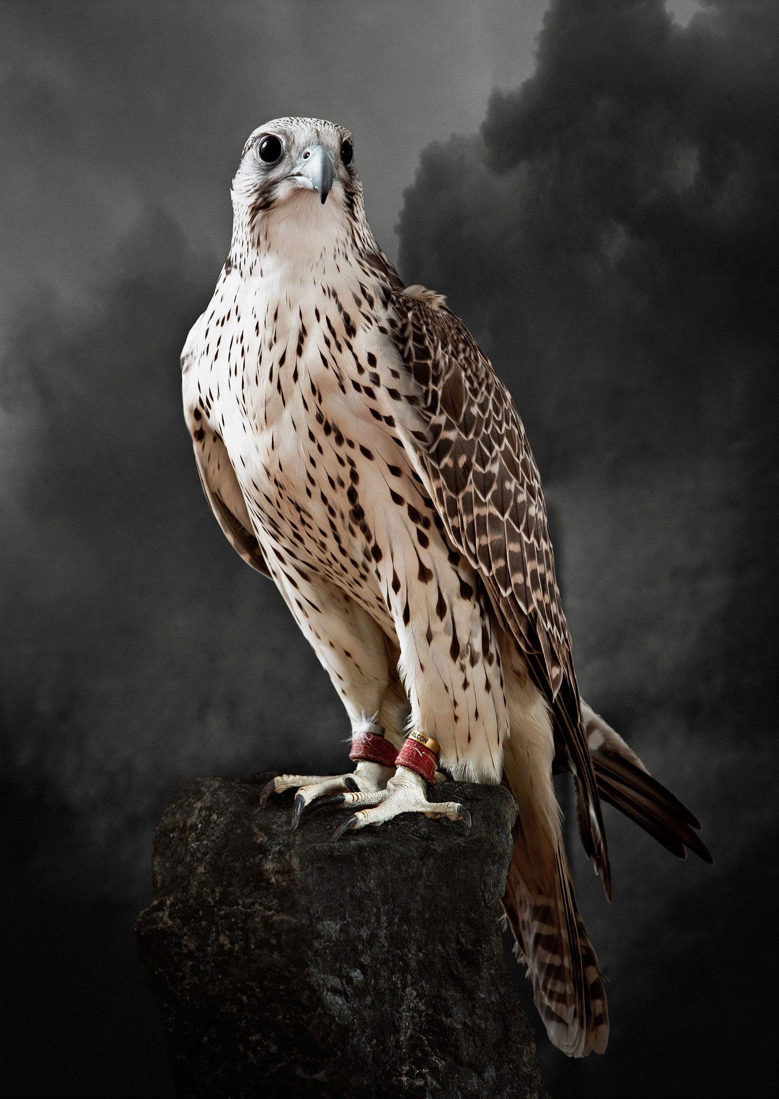 Saker Hunting Falcon I by Tariq Dajani - Limited Edition. Edition of: 100. Signed.