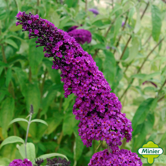 Buddleia, variétés variables - pot 10L