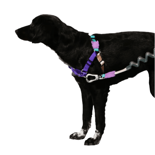 Coleira Zee.dog SOFT-WALK BOOGIE tamanho G