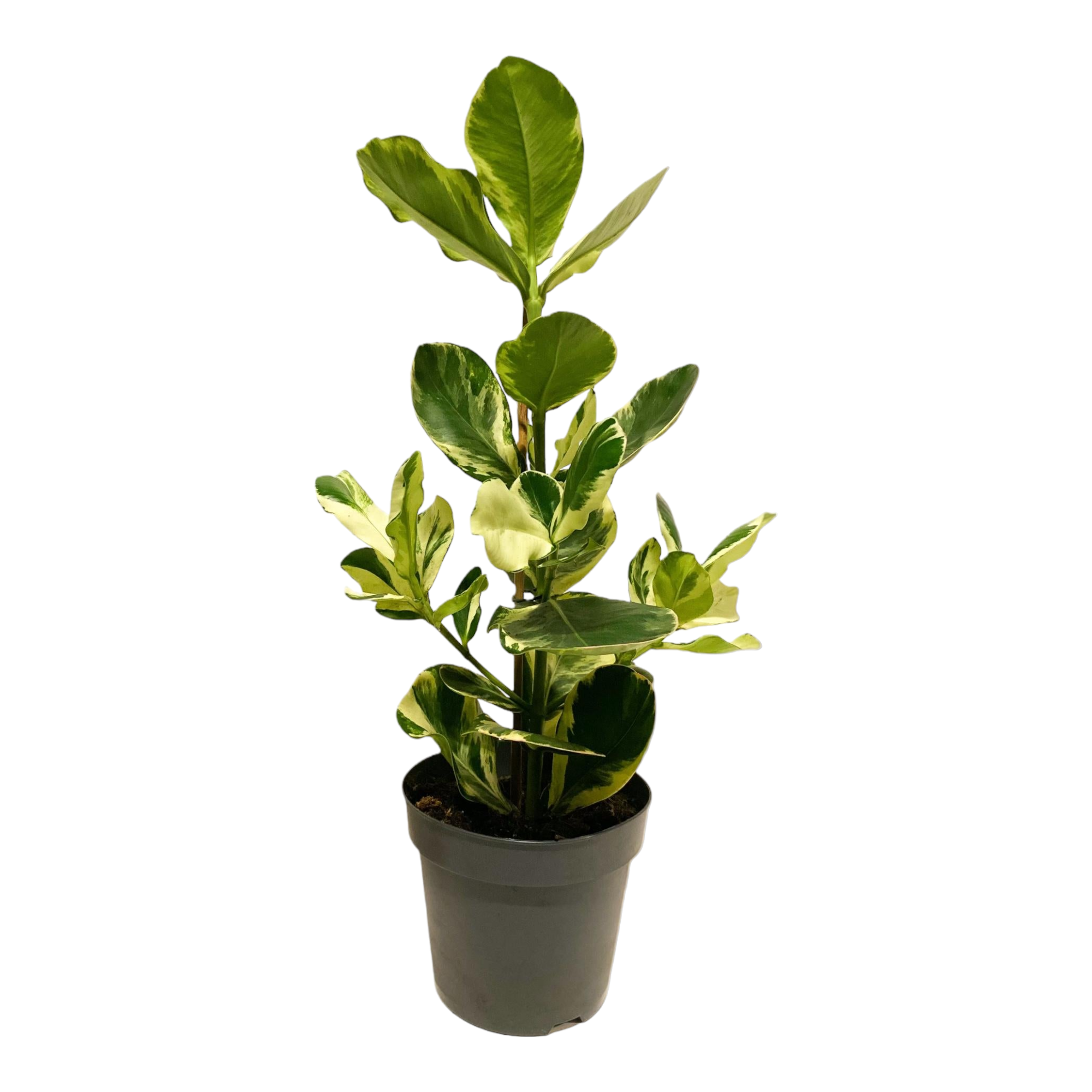 Plante d'intérieur - clusia rosea 'white star' 60.0cm