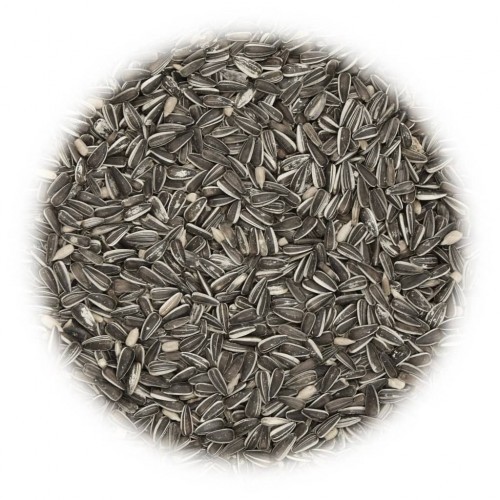 Sementes de girassol listradas premium para pássaros, sabor natural.