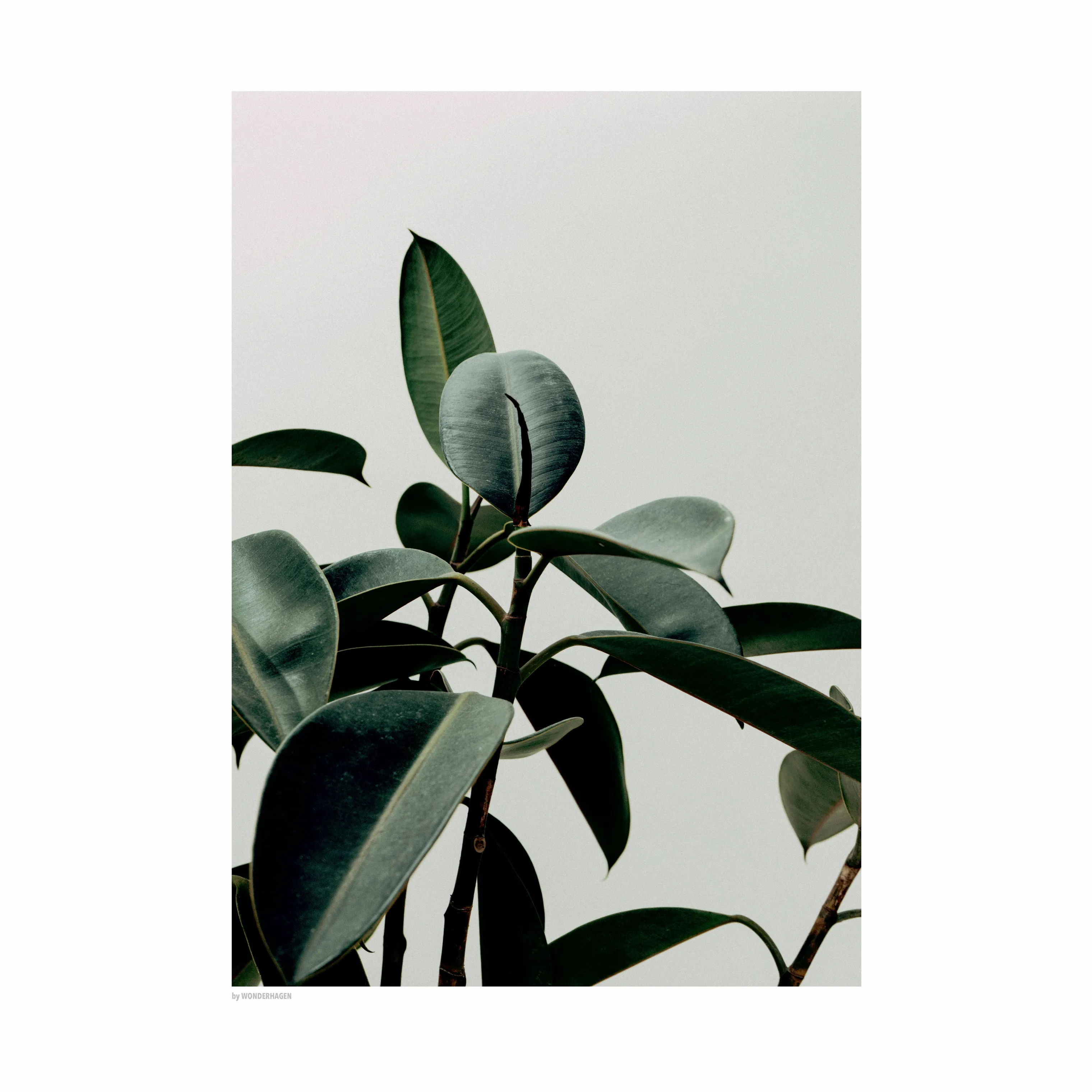 Poster&Frame Plakat Ficus Robusta