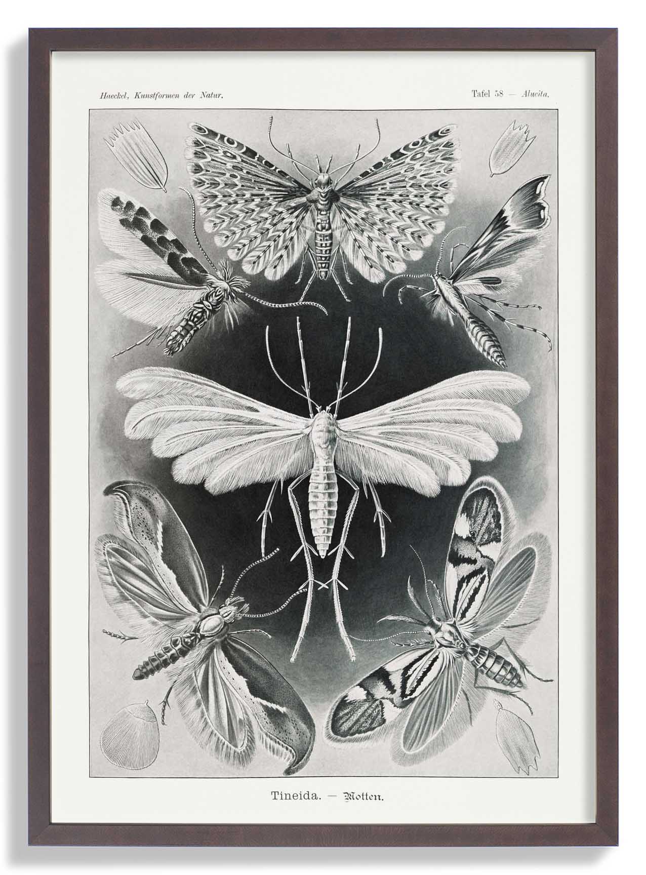 Tineida Motten von Ernst Haeckel