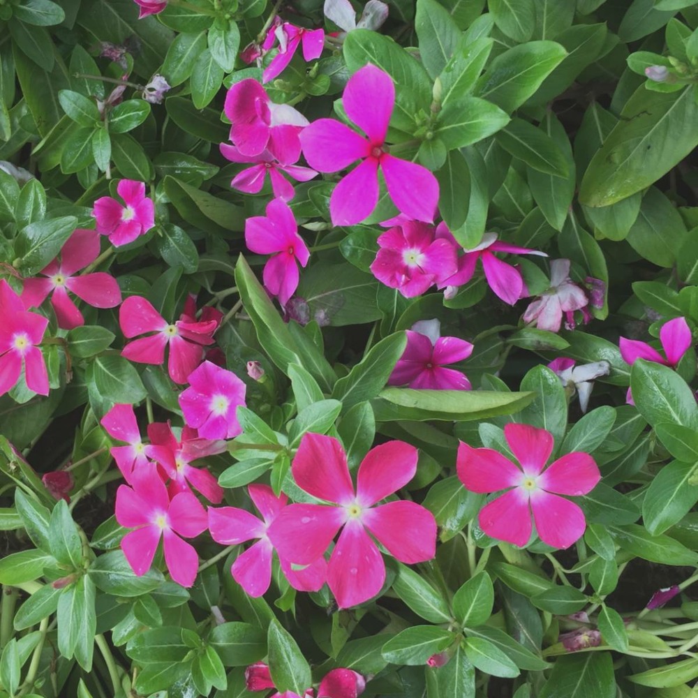 Pervenche minor atropurpurea/vinca minor atropurpurea[-]godet - 5/20 cm