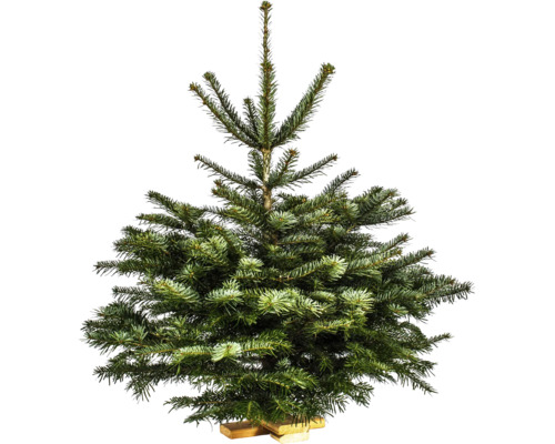 Nordmannspar op houten kruis, 150-175 cm hoog, gekapte kerstboom uit duurzame teelt