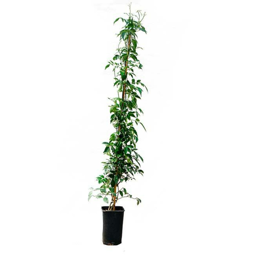 Bignone faux jasmin - pandorea jasminoides 3l