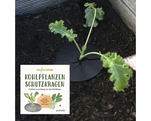 Koolkragen, mijn oogstkoolplantenbeschermkragen, geïmpregneerd karton geschikt voor biologische landbouw, ca. 12 cm, 25 stuks.