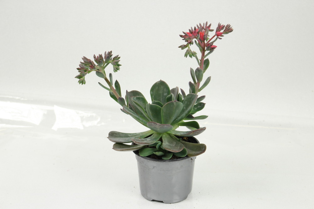 Succulentes variees pot 10,5 cm