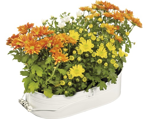 Chrysanthemum Mix FloraSelf Chrysanthemum indicum Ø 12 cm pot willekeurige variëteitselectie