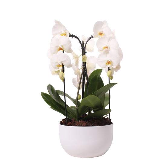 Orchidée Phalaenopsis 'Crown' en cascade 3 tiges - pot D.27 cm
