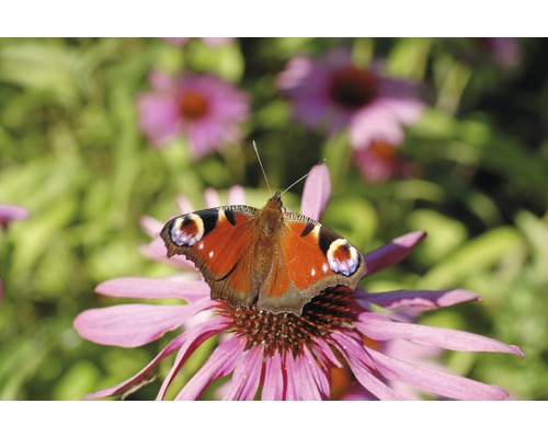Zonnehoed MIX FloraSelf Echinacea purpurea H 10-30 cm Co 3 L diverse soorten