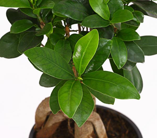 Chinesische Feige - Ficus microcarpa 'Ginseng'