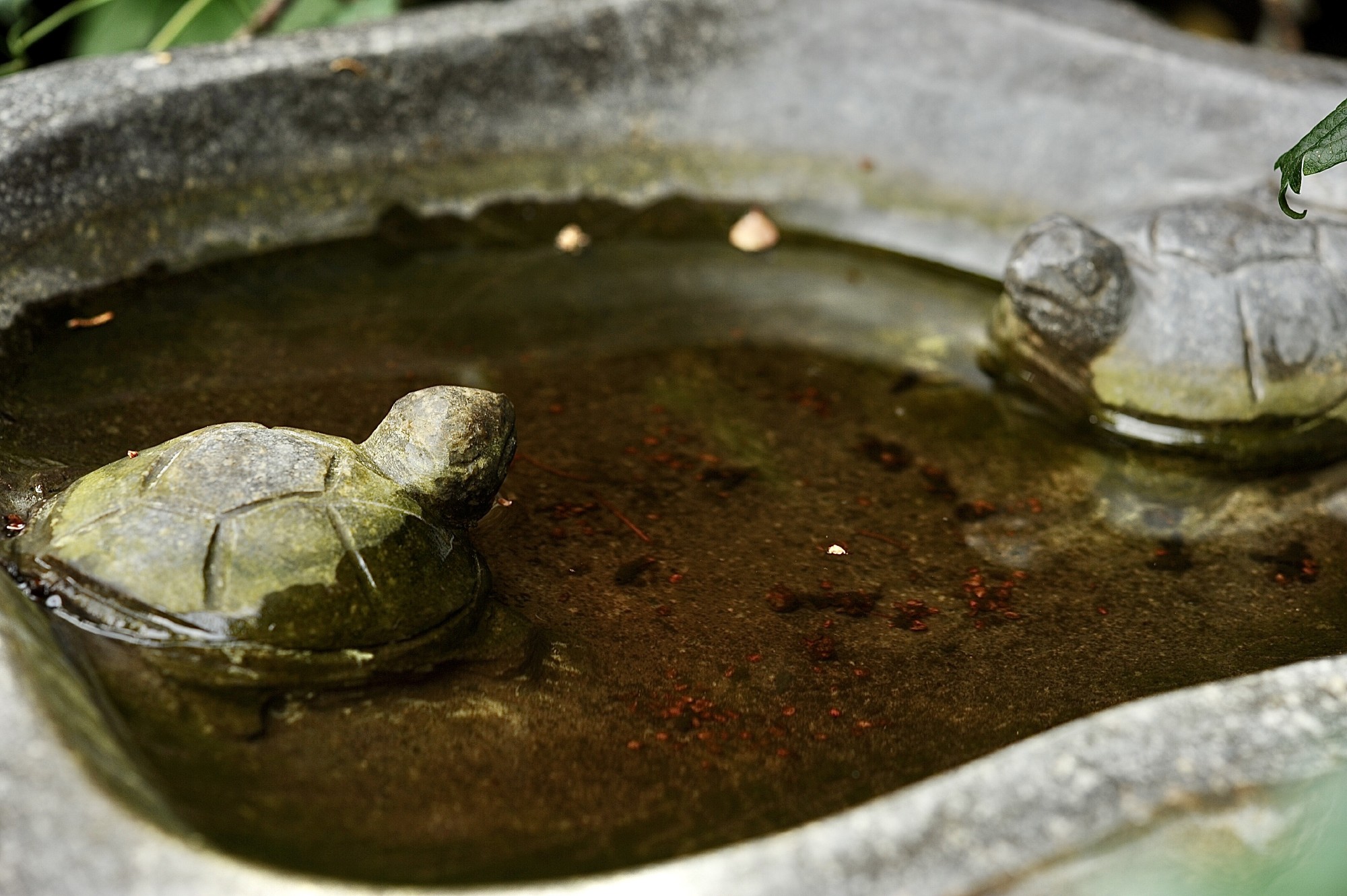 Vogeltränke 'Turtle', natur, Ø 40 cm, H 11 cm günstig bestellen