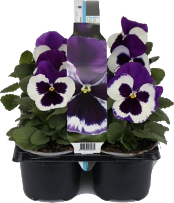 Viooltje (Viola F1) sixpack wit paarsD 9 H 10 cm