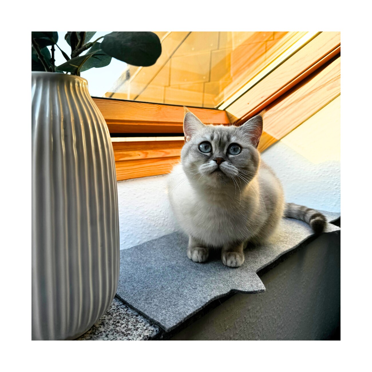 Catlabs Leichte Liegematte für die Fensterbank (rPET)