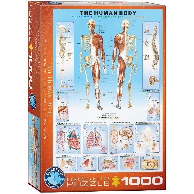 Der menschliche Körper (Puzzle)