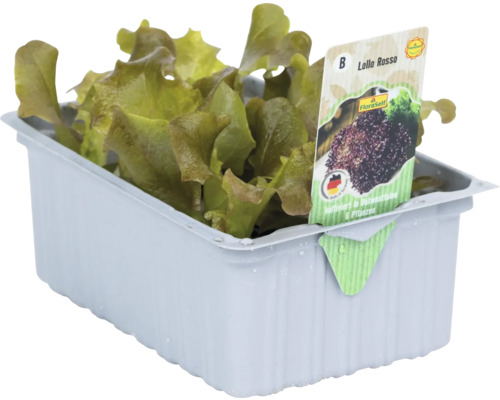 Snij-en-kom-weer sla/losse sla Lollo Rosso 'Nation' FloraSelf 6-pack