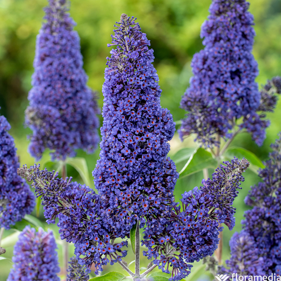 Buddleia, variétés variables - pot 5L
