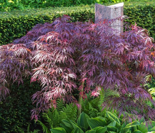 Dunkelroter Schlitz-Ahorn 'Dissectum Garnet'