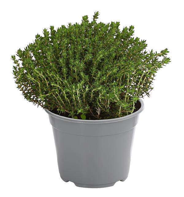 Dehner Gourmet Garten Kugelthymian
