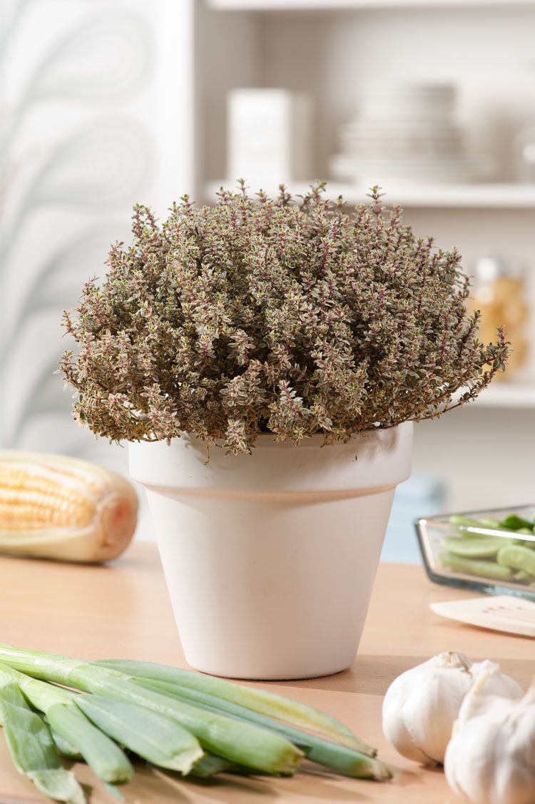 Tijm (Thymus vulgaris) D 18 H 20 cm
