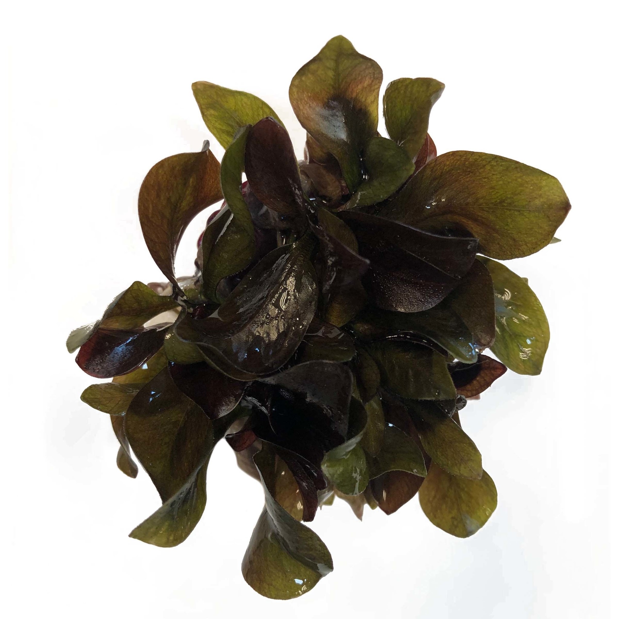 Waterplant Echinodorus Reni in vitro bakje