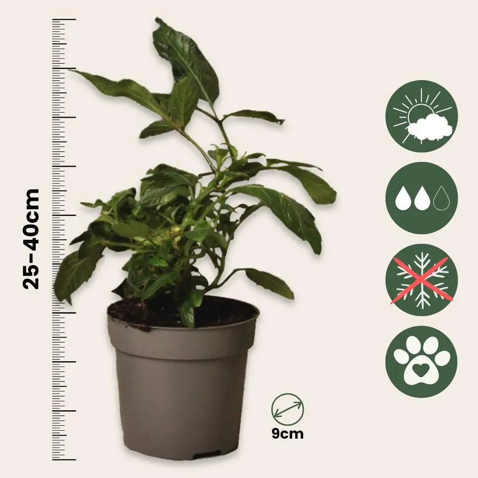 Meloenpeer - Set van 6 - Solanum Muricatum 'Pepino gold' - Hoogte 25-40cm - ⌀9cm