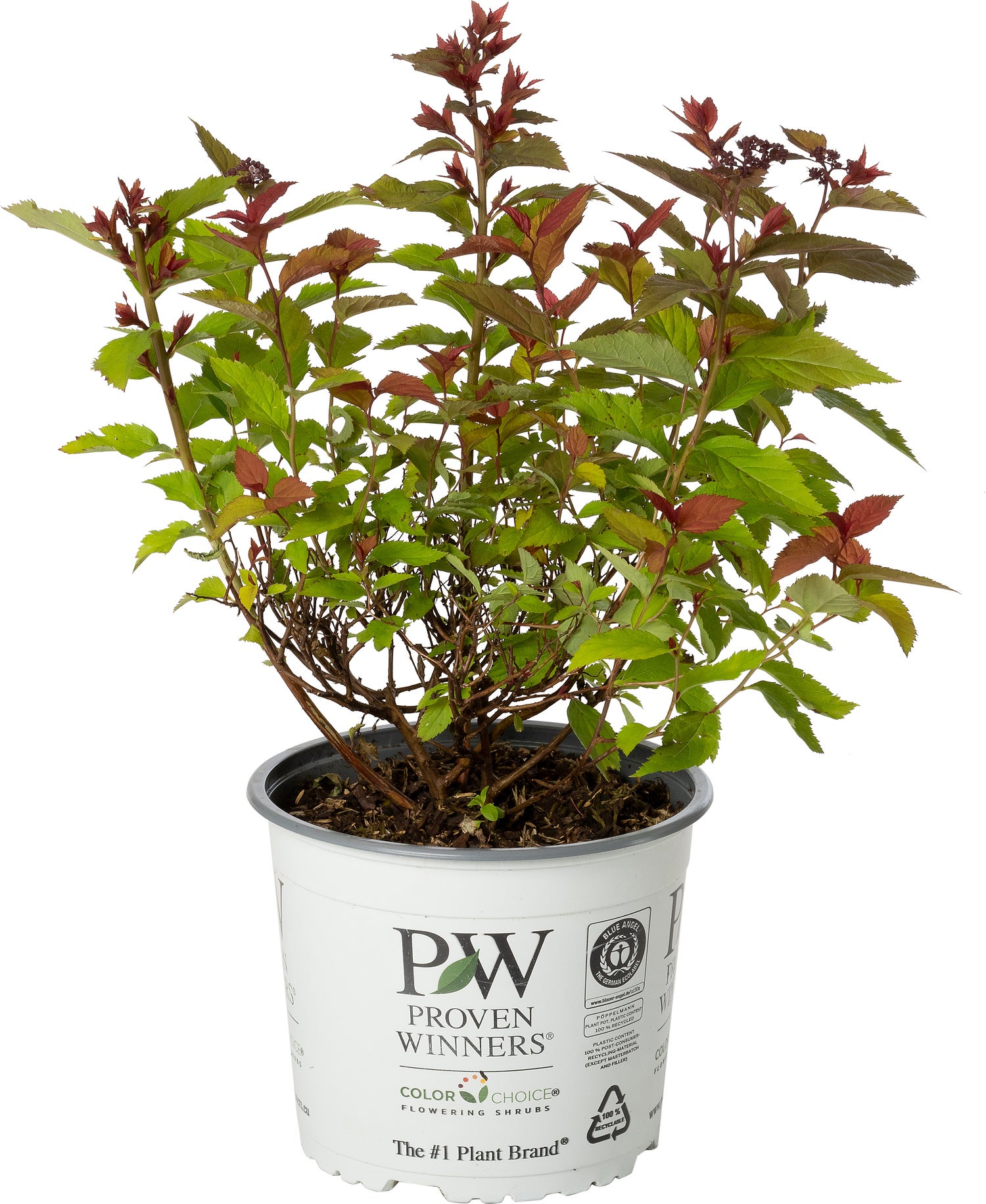 Spierstruik (Spiraea japonica 'Double Play Doozie') D 19 H 35 cm