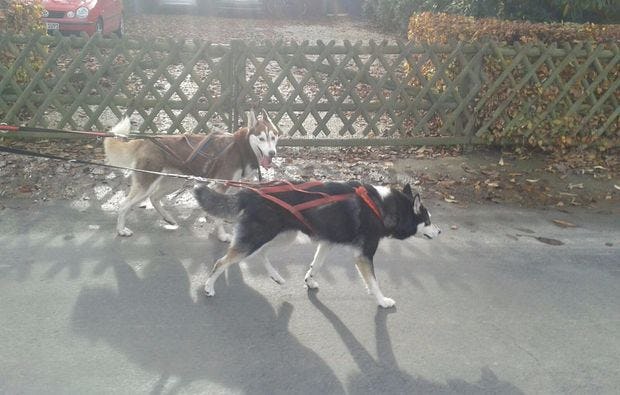 Schlittenhunde-Workshop in Goch als Geschenk