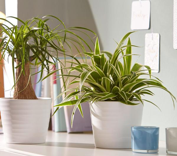 Grünlilie - Chlorophytum comosum 'Ocean'