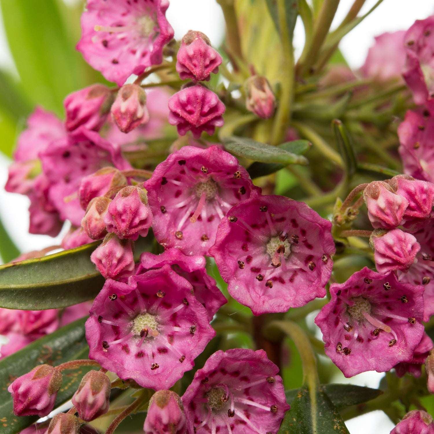 Lepelstruik (Kalmia angustifolia 'Rubra') D 15 H 15 cm